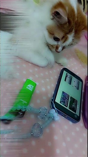 Shorts You Can Take the Cat out of the Country #jakarta #gunungkidul #cat