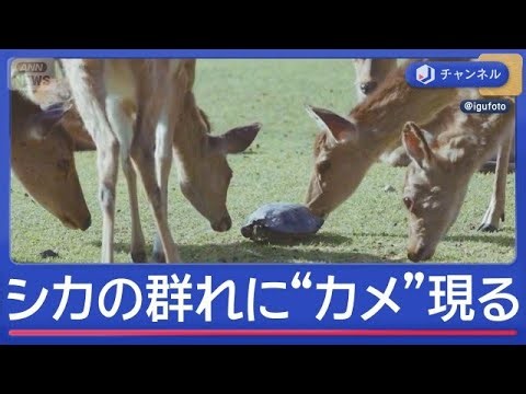 奈良公園にカメが現れ…シカの群れ騒然【スーパーJチャンネル】(2026年6月5日)