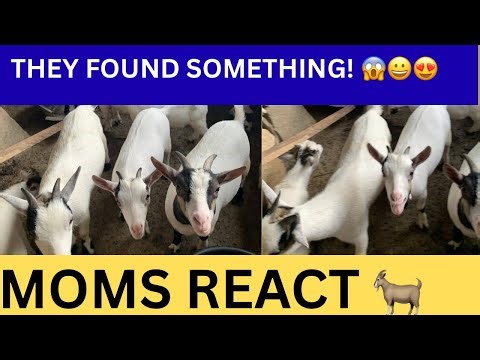 9 Baby Goats Explore, 7 Moms Cautiously Follow 🐐🛖