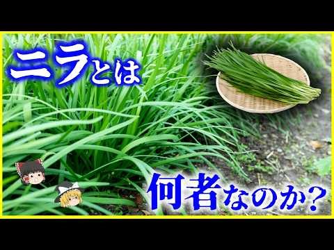 【ゆっくり解説】餃子に入っている理由とは…「ニラ」とは何者なのか？を解説/ネギでもニンニクでもない…ニラの異常すぎる生命力