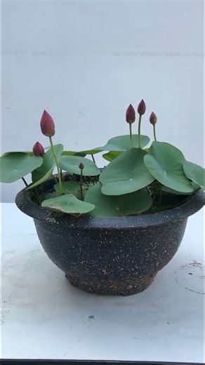 The lotus flower pot has many buds