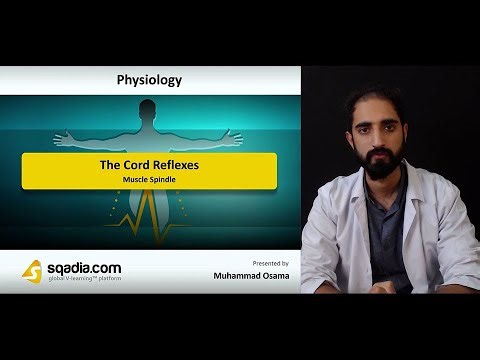 The Cord Reflexes | Muscle Spindle