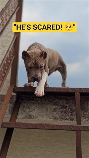 Can he do it? First Time on Stairs 😱🔥 American Bully #americanbully #shorts