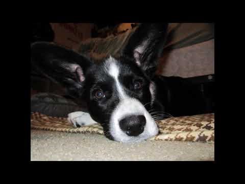 cardigan welsh corgi puppy my dog at 5 months old over 14 years ago