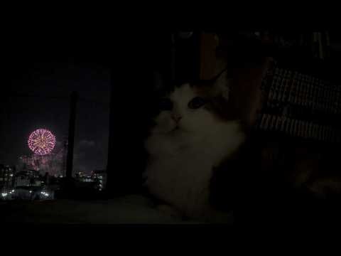 花火大会の一発目が「よ～いドン」で猛ダッシュする猫