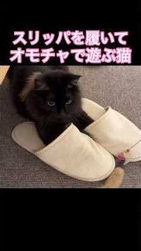 スリッパを履いてオモチャで遊ぶ猫【双子保護猫】