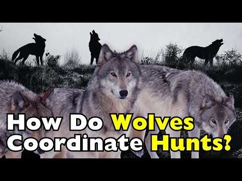 How Do Wolves Coordinate Hunts? Teamwork Without a Leader [ID1308]