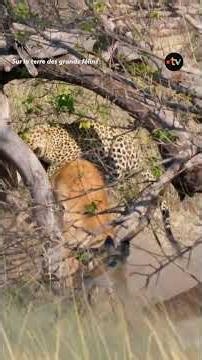 Pour chasser, cette femelle léopard a une technique redoutable !