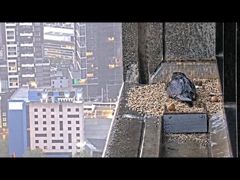 Falcons Mom protects babies and eggs in heavy rain | 367 Collins Falcons | Oct 3, 26