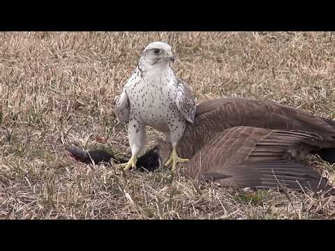 Gyrfalcon: 50 Days From Egg to Hunter | She Couldn’t Save All 4 Chicks