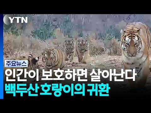 인간이 보호하면 살아난다...백두산 호랑이의 귀환 / YTN
