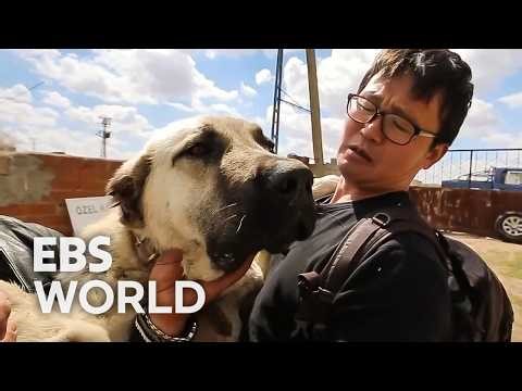 [ENG SUB] Giant 10 Month Old Kangal Dog The Wolf Fighting Guardian Of Turkey #PICKDOCU