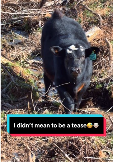 I didn’t mean to be a tease😅🐮 | elle and emmett