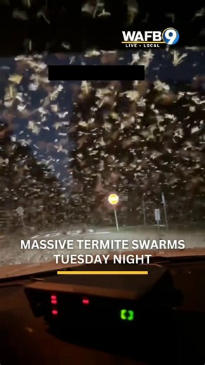 😮 TERMITE TAKEOVERIt seems as though the termites were ready for a rager on Tuesday night after 4 days of heavy rain in the area. Thanks to our viewers for sharing some of these sights and sounds of the takeover. Remember, when termites are swarming, turn off any unnecessary lights to try and keep them from entering your home.Let us know if you were seeing them too! #termite #swarm