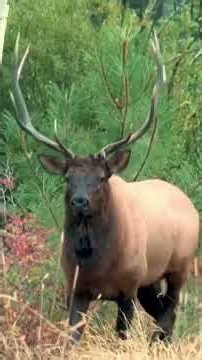 Hunting Elk: The Idaho Mountains Call for a Giant Bull