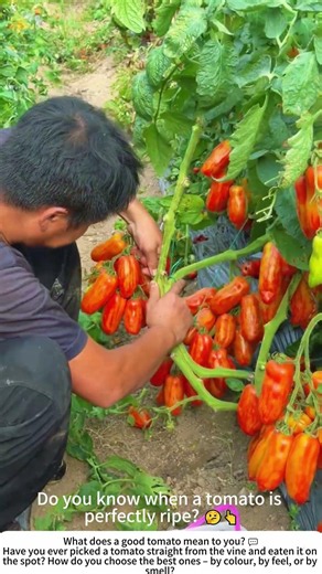 Hand-Picking Tomatoes – The Art of Choosing the Perfect One 🍅🧑‍🌾