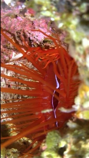 மின்சார சிப்பி || Amazing Electric Clam Facts || Tamil Info Share #shorts