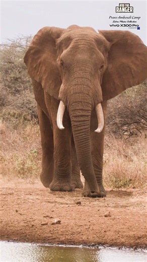 🐘🐘 Elephant Approaching The Water at Praro Amboseli Camp 🐘🐘 #vivoX300pro #wildlife