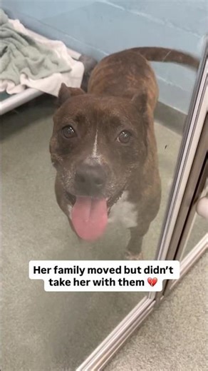 Those eyes 🥺💔 Rowie was surrendered to our shelter after having a family her entire life 😔