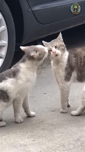 POV: You’re watching the Main Event of the Cat-UFC😼💥#catfight #funnycats #shorts #catlogic #catmemes