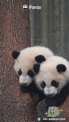 A tree branch is the ultimate status symbol among pandas. These two cubs have mastered the rule since childhood. 🐼 🐼 🐼 #childhood #happy #panda #cute #HiPanda #ChengduPandaBase #PandaFun #PandaMoment For more panda information, please check out: https://en.ipanda.com | iPanda