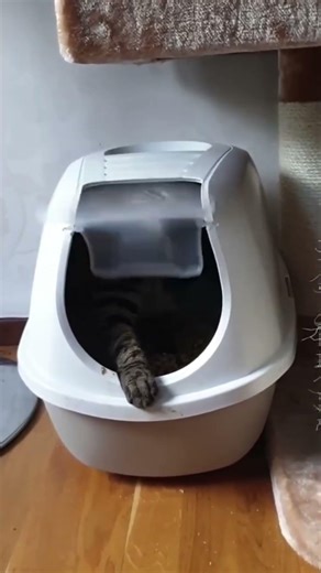 Alien Cat #cats #funny #shorts
