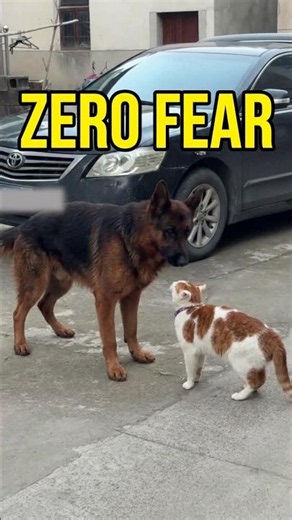 German Shepherd vs Cat 😂🐕🐱 | The Cat Was NOT Backing Down!#GermanShepherd #DogVsCat #shorts