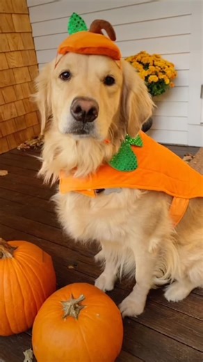 Creative costume ideas for Halloween celebrations