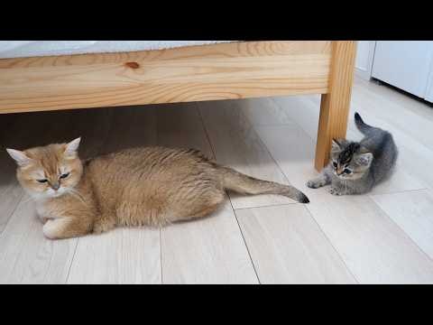 Here’s a cat that hasn’t noticed the kitten playing with its tail…