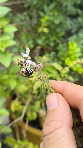 Super Pollinator- Aussie Blue Banded Bee Buzz Pollination in Action