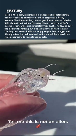 This BUG drives a dead body like a car 🚙 #shorts