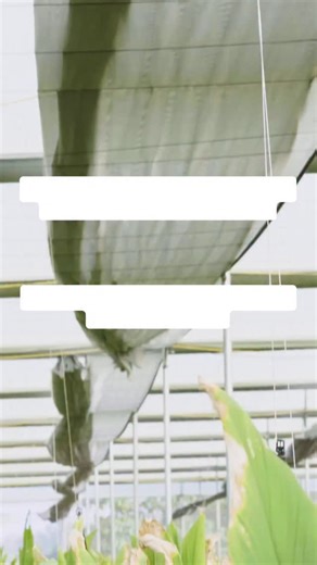 High-yield turmeric is built on precision, not guesswork. Every step below directly impacts uniformity, plant health, and final output. ✔️ Use uniform 65–70 g rhizomes to ensure even growth and synchronized harvest ✔️ Maintain 40–45% moisture to protect roots from stress and rot ✔️ Keep EC below 2.5–3.0 to avoid nutrient lockout and root burn ✔️ Follow the nutrition schedule strictly to support steady rhizome development ✔️ Maintain ~30°C at the root zone for optimum metabolic activity ✔️ Ensure