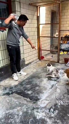 Why does a cat attack suddenly? #cat