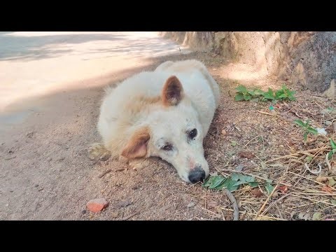 Abscess so huge dog could barely lift his head.