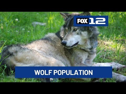 Oregon wolf population grows to 230, but advocacy group questions reported killings