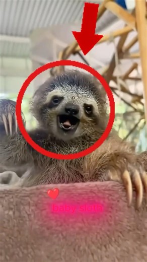 This “Living Moss” Is Actually a Baby Sloth?! 🦥😳