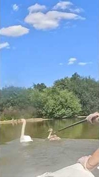 Rescuers Try To Save Baby Swan While Mom Stays By Her Side | The Dodo