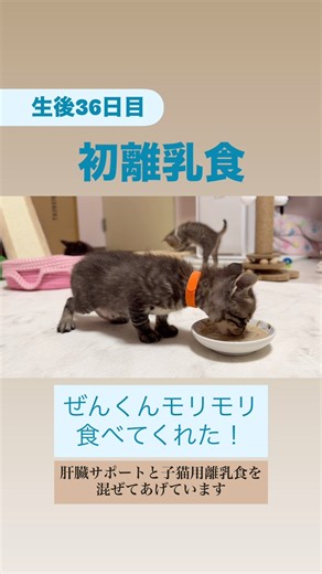 初めて離乳食をあげてみたらモリモリ食べる子と卒ミルク反対の子猫 フルバージョンは関連動画へ #かわいい #保護猫 #子猫