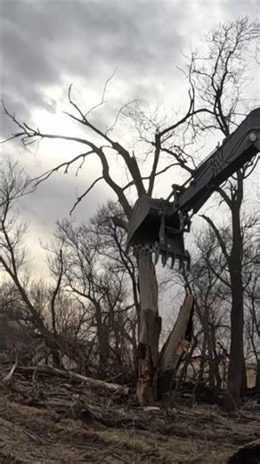 Trees crash and explode #firewood #shorts