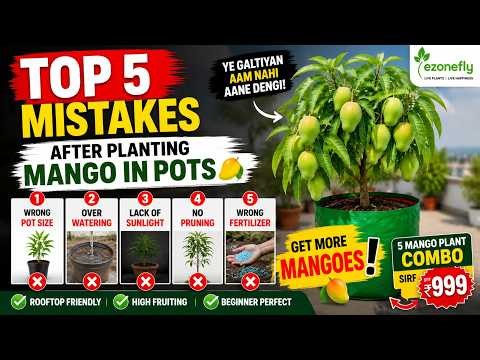 Top 5 Mistakes After Planting Mango in Pots 🥭 | Rooftop Gardening Full Guide | ezonefly