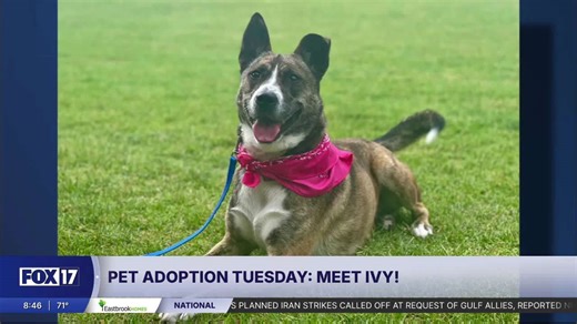 Pet adoption Tuesday: Meet Ivy!