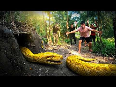 SHOCKING Giant GOLDEN PYTHON Attack Caught on Camera by 4 BRAVE HUNTERS | Duong Van Mike