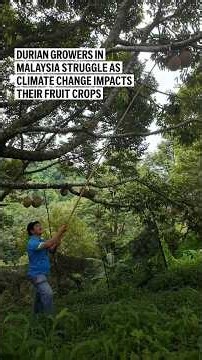 Durian growers in Malaysia struggle as climate change impacts their fruit crops