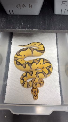 Fire Desert Ghost Clown | Ball Pythons 101