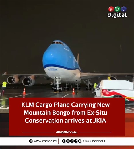 KLM cargo plane carrying a new cohort of Mountain Bongos from the Global Ex~Situ Conservation programmes arrives at the Jomo Kenyatta International Airport.#KBCniYetu