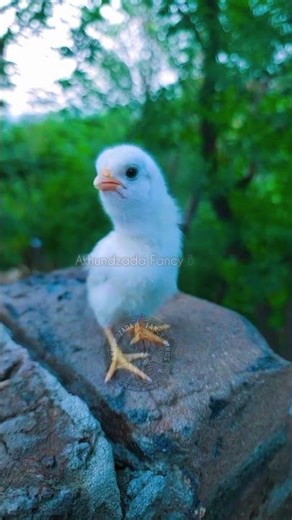 champion 💪🏆 chicks 🐤🐣 attitude #aseel #aseelmurga #murgafight #akhundzadafancybirds #shamo #shorts