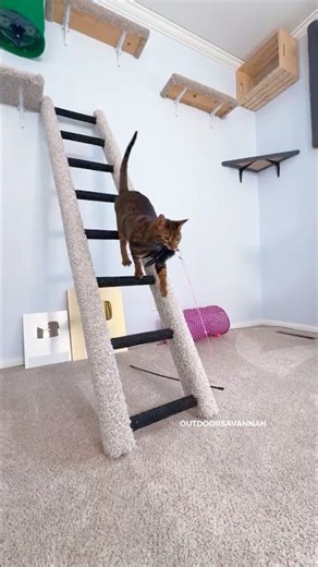 I rebuilt her ladder and now she loves it! #cat