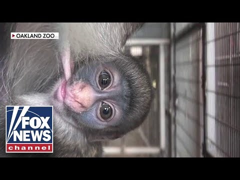 'A MILESTONE': Meet the rare baby monkey born at Oakland Zoo