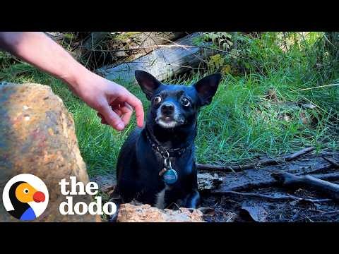 Lost Chihuahua Won't Let Anyone Near Him Until This Guy Has An Idea | The Dodo