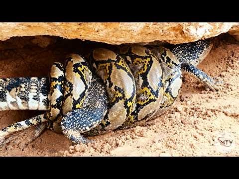 Crocodile vs Python | The Deadly Battle Ends in a Shocking Way!